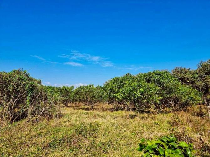 ที่ดินสวนส้มและสวนไม้สัก อ.แม่พริก จ.ลำปาง